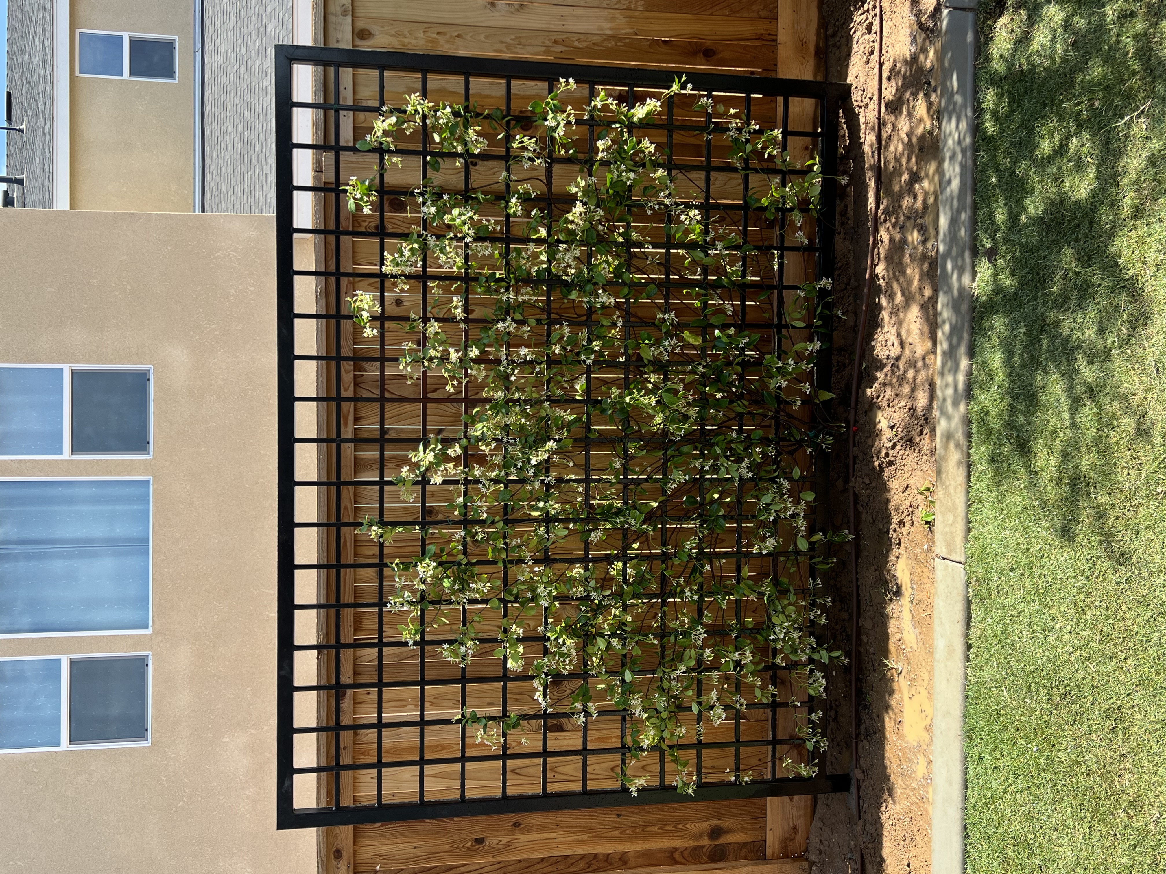 Decorative iron trellis with climbing plants